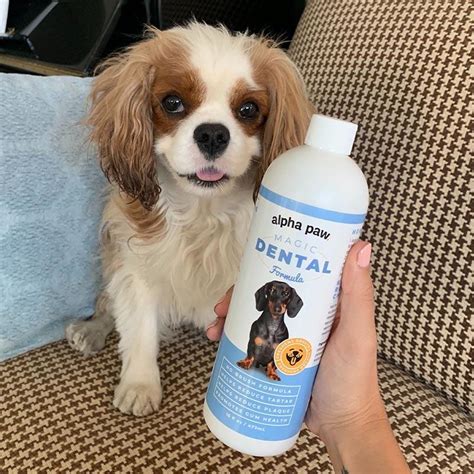 Alpha Paw Magic Mouthwash: The Answer to Your Pet's Dental Woes